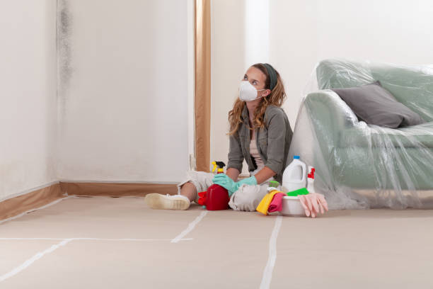 Trusted Black Mold Removal service in Vandalia, IL - Cheap Mold Removal