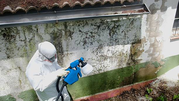 Trusted Crawl Space Mold Removal service in Vandalia, IL - Cheap Mold Removal